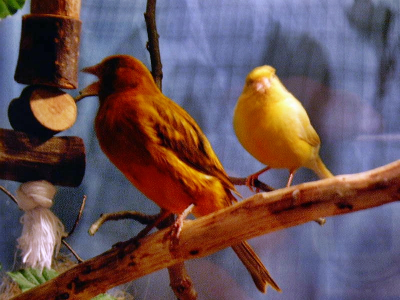 schönes Kanarienpaar rot-schwarz/ orange